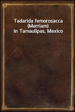 Tadarida femorosacca (Merriam) in Tamaulipas, Mexico